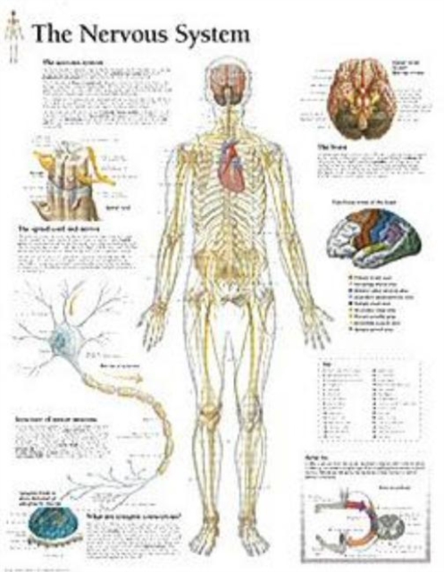 Nervous System Paper Poster, Poster Book