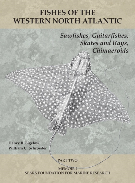 Sawfishes, Guitarfishes, Skates and Rays, Chimaeroids : Part 2, Paperback / softback Book