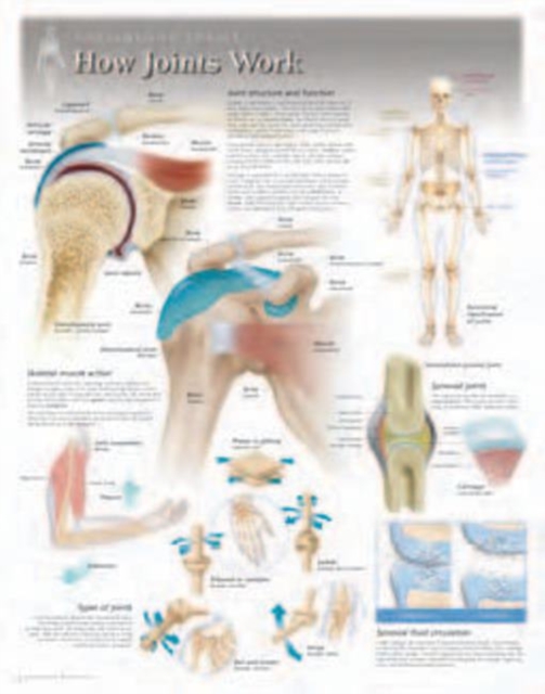 How Joints Work Laminated Poster, Wallchart Book