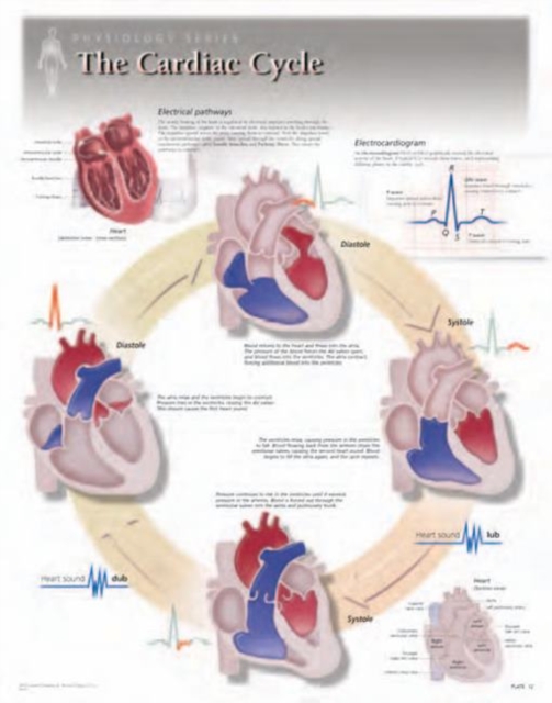 Cardiac Cycle Laminated Poster, Wallchart Book