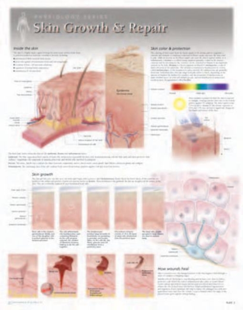 Skin Growth & Repair Laminated Poster, Wallchart Book