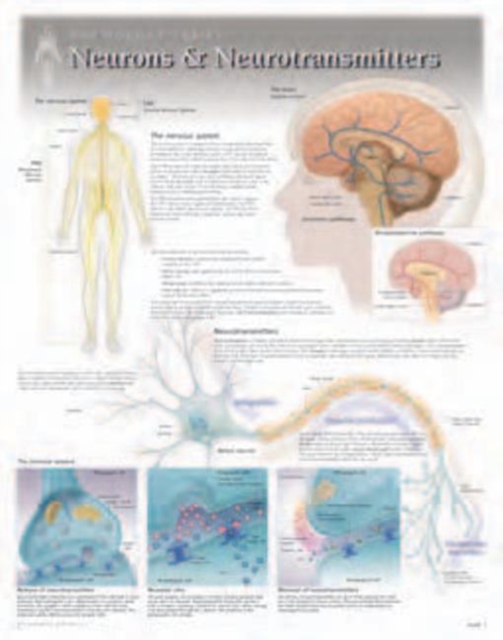 Neurons & Neurotransmitters Laminated Poster, Wallchart Book