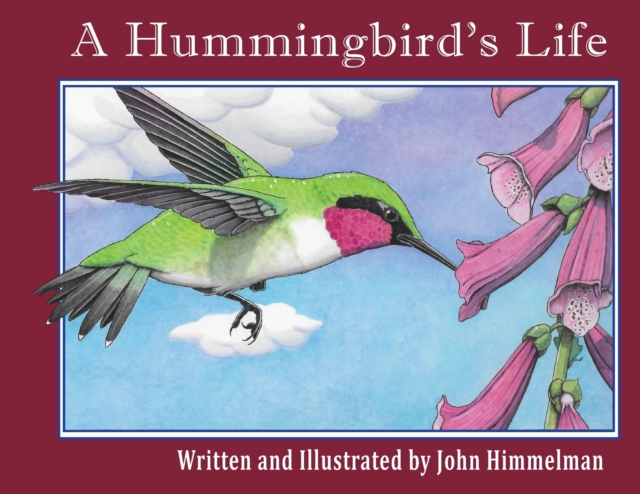 A Hummingbird's Life, Paperback / softback Book