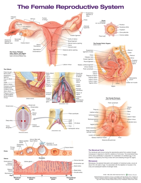 The Female Reproductive System Anatomical Chart, Wallchart Book