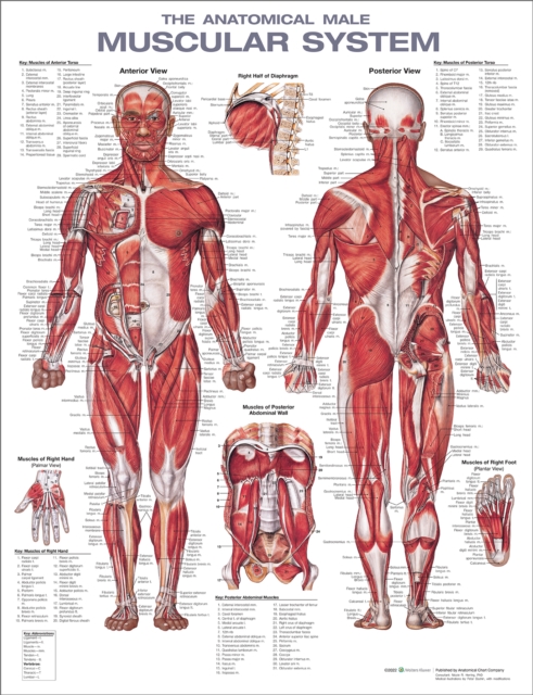 The Anatomical Male Muscular System Anatomical Chart, Wallchart Book