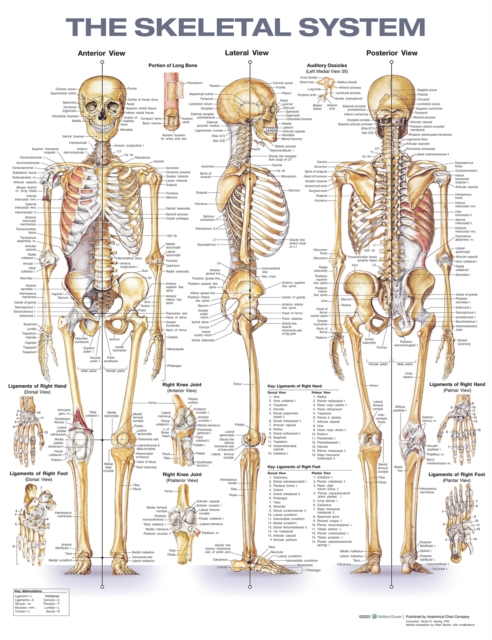 The Skeletal System Anatomical Chart, Wallchart Book