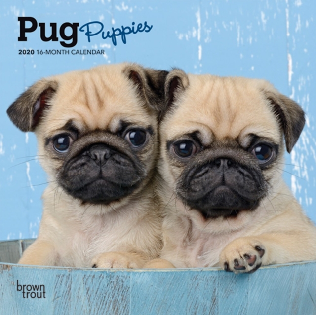 Pug Puppies 2020 Mini Wall Calendar, Calendar Book