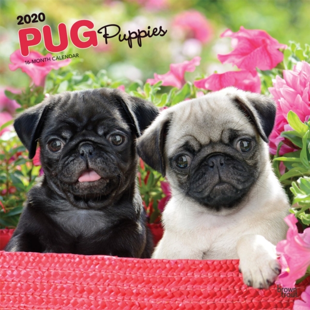Pug Puppies 2020 Square Wall Calendar, Calendar Book
