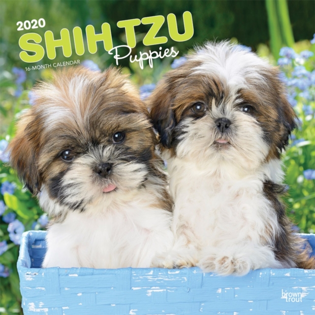 Shih Tzu Puppies 2020 Square Wall Calendar, Calendar Book