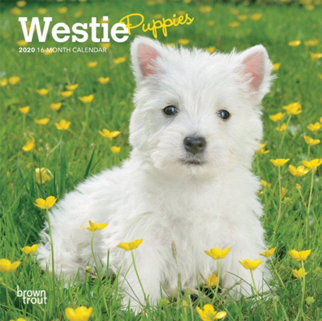 West Highland White Terrier Puppies 2020 Mini Wall Calendar, Calendar Book