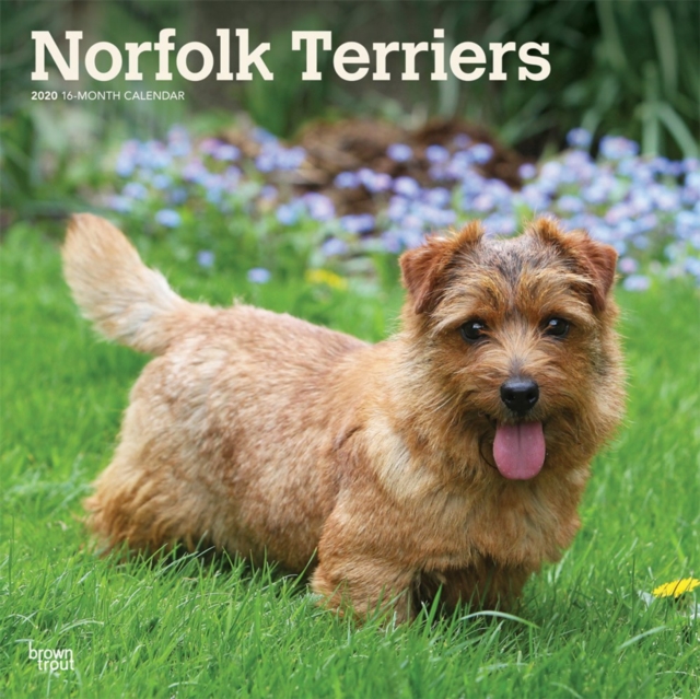 Norfolk Terriers 2020 Square Wall Calendar, Calendar Book