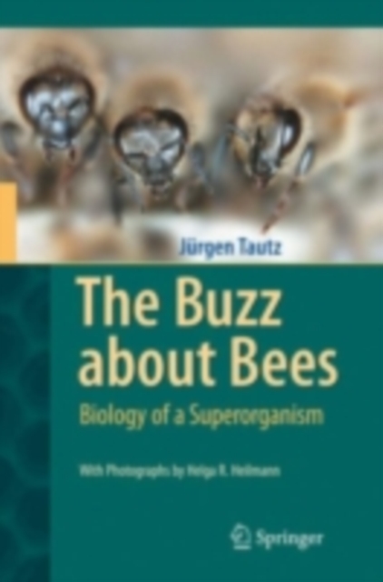 The Buzz about Bees : Biology of a Superorganism, PDF eBook