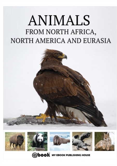 Animals from North Africa, North America and Eurasia, Paperback / softback Book