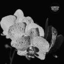 Assorted Orchids - Vinyl