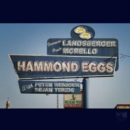 Hammond Eggs - CD