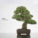 Bonsai : A Patient Art - Book