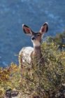 Kids Deer Journal : Rocky Mountain Mule Deer Leftie Journal or Notebook - Book