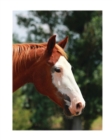 Equine Journal : Large Journal or Notebook - Book