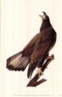 Bald Eagle Poster - Book