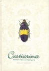 Castiarina : Australia's Richest Jewel Beetle Genus - Book