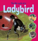 Learning About Life Cycles: The Life Cycle of a Ladybird - Book