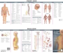 Anatomical Chart Company's Illustrated Pocket Anatomy: The Spinal Nerves & the Autonomic Nervous System Study Guide - Book