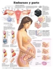Pregnancy and Birth Anatomical Chart in Spanish (Embarazo y parto) - Book