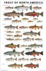 Trout of North America Poster - Book