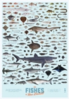 The Fishes of New Zealand poster (pack of 5) - Book