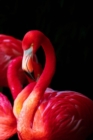 Flamingo JW Gratitude Journal - 3 months - Book