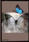 Beautiful Butterfly - Book
