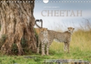 Emotional Moments: Cheetah UK Version 2019 : The fastest mammal in the world in breathtaking images by Ingo Gerlach GDT. More at www.tierphoto.de - Book