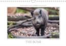 Emotional Moment: The Boar. UK-Version 2019 : Wonderful shots of the wild boar in the seasons. More at www.tierphoto.de - Book