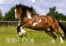Irish Cob 2019 : Irish Cob is a hearty little draft type horse - Book