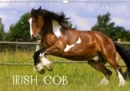 Irish Cob 2019 : Irish Cob is a hearty little draft type horse - Book