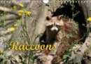 Raccoons / UK-Version 2019 : Loveable bandits - Book