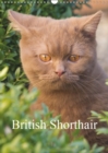 British Shorthair 2019 : Beautiful Outdoor Photos of British Shorthair Cats - Book