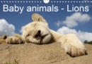 Baby animals - Lions 2019 : Sweet lion cubs - Book