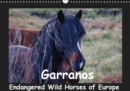 Garranos - Endangered Wild Horses of Europe 2019 : Wild Horses of Portugal - Sabine Bengtsson - www.perlenfaenger.com Nature trips & Conseravation - Book