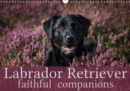 Labrador Retriever - Faithful Companions 2019 : Beautiful portraits of beautiful Labrador dogs - Book