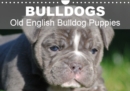 Bulldogs - Old English Bulldog Puppies 2019 : Beautiful bulldog puppies in the sun - Book