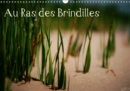 Au Ras des Brindilles 2019 : L'objectif au milieu des herbes - Book