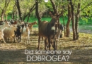 Did someone say Dobrogea? 2019 : A Donkey's Tale of 12 tail wagging landscapes from the land between the waters, called 'Dobrogea' - Book