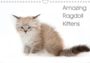 Amazing Ragdoll Kittens 2019 : beautyfull little ragdoll Kittens - Book