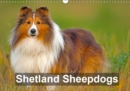 Shetland Sheepdogs 2019 : Beautifully photographed portraits showcasing  Shetland Sheepdogs also known as the Little Collie. - Book