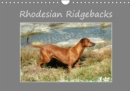 Rhodesian Ridgebacks 2019 : High-quality photo calendar of Rhodesian Ridgebacks in their natural environment in South Africa, photographed by Anke van Wyk, breeder (www.heshima-ya-kimba.com) and photo - Book