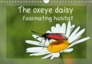 The oxeye daisy - fascinating habitat 2019 : In the flowers of the oxeye daisy (Leucanthemum vulgare) one can discover numerous insects and spiders looking for nectar and pollen, or hunting each other - Book