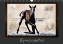 Equus caballus 2019 : Cheval et equipement - Book