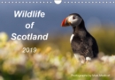 Wildlife of Scotland 2019 2019 : A selection of Scotland's wildlife that are found in this truly wild remote area of Britain. - Book