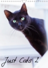 Just Cats 2 2019 : Cat images for the feline lover in portrait view - Book